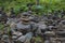 Image of spiritual stones pyramid in the forest on Sakhalin island.