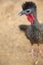 Image of Spix`s Guan or Penelope Jacquacu, more known as jungle turkey in Peru.