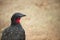 Image of Spix`s Guan or Penelope Jacquacu, more known as jungle turkey in Peru.