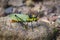 Image of spotted grasshopper Aularches miliaris