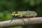 Image of Spotted grasshopper Aularches miliaris