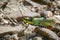 Image of spotted grasshopper & x28;Aularches miliaris& x29; on the rocks.