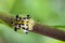 Image of Spotted Tortoise Beetle & x28;Aspidomorpha millaris& x29;