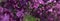 Image of spring lilac violet flowers, abstract soft focus floral background