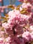 image of spring sakura bloom. spring sakura flower. spring sakura blossom.