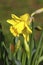 Image of a Springtime yellow daffodil flower