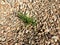 Image of sprouted grass through gravel, granite