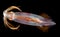 Image of a Squid at night in the ocean.