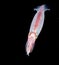 Image of a Squid at night in the ocean.