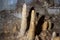 Image of stalagmites in the cave