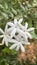 Image of Star jasmine flower