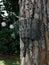 Image of a steel rake resting on a tree trunk