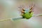 Image of Stinging Nettle Slug Caterpillar.