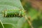 Image of Stinging Nettle Slug Caterpillar.