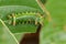 Image of Stinging Nettle Slug Caterpillar.