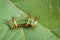 Image of Stinging Nettle Slug Caterpillar.