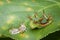 Image of Stinging Nettle Slug Caterpillar.