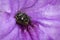 Image of stingless bee & x28;trigona sp.& x29; In purple flowers. Insect