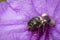 Image of stingless bee trigona sp. In purple flowers. Insect.