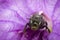 Image of stingless bee trigona sp. In purple flowers. Insect.