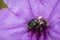 Image of stingless bee trigona sp. In purple flowers. Insect