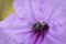 Image of stingless bee & x28;trigona sp.& x29; In purple flowers. Insect.