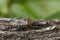 Image of stink bug Erthesina fullo on tree. Insect.