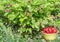 Image of a strawberry Bush