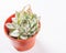Image of succulent plant Echeveria inside a pot on white background. Copy space.