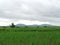 Image of sugarcane farm in Maharashtra