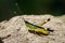 Image of sugarcane white-tipped locust Ceracris fasciata.