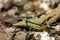 Image of sugarcane white-tipped locust Ceracris fasciata