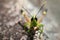 Image of sugarcane white-tipped locust Ceracris fasciata
