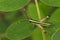 Image of sugarcane white-tipped locust grasshopper.