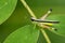 Image of sugarcane white-tipped locust grasshopper.