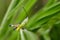 Image of sugarcane white-tipped locust grasshopper.