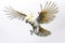 Image of a sulphur-crested cockatoo with spread wings in flight on a white background. Wildlife. Bird. Illustration, Generative AI