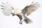 Image of a sulphur-crested cockatoo with spread wings in flight on a white background. Wildlife. Bird. Illustration, Generative AI