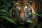 Image Sumatran tiger stealthily stalking prey in the dense jungle closeup