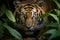 Image Sumatran tiger stealthily stalking prey in the dense jungle closeup