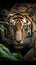 Image Sumatran tiger stealthily stalking prey in the dense jungle closeup