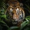 Image Sumatran tiger stealthily stalking prey in the dense jungle closeup