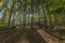 Image of sunbeams shining through forest trees with many leaves on the ground