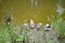 : Image of Swans Or Raj Hash Are Birds Of The Family Anatidae