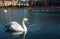 Image - Swans on the river with reflection in water and hotel on background in PieÅ¡Å¥any city. Illuminated Swan posing on crystal