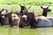 Image of a swarm of antelopes swimming together