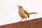 Image of a Tailorbird perched atop a rooftop, surveying its surroundings