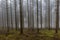 Image of tall pine trees in the forest with moss and branches on the ground with a lot of fog