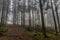 Image tall pine trees and a path from a lower perspective in the forest