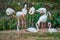 This image is about thai Flamingo, bangkok thailand
